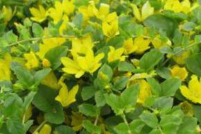 Lysimaque nummulaire, Herbe aux �cus