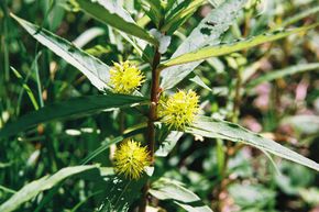 Lysimaque � fleurs en �pi