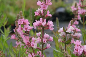 Salicaire 'Blush'