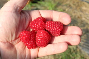Framboisier remontant Primeberry� Autumn Chef�