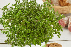 Marjolaine 'Venezia'