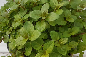 Menthe poivr�e 'Black Mitcham'