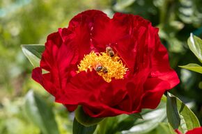 Pivoine 'Mackinac Grand'
