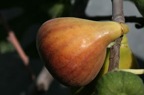 Figuier 'Madeleine des deux Saisons'