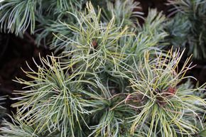 Pin blanc des japonais 'Schoon's Bonsai'