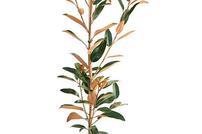 Magnolia 'Alta'