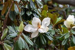 Magnolia 'Ferruginea'