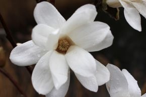 Magnolia �toil� demi-tige