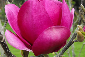 Magnolia 'Cleopatra'