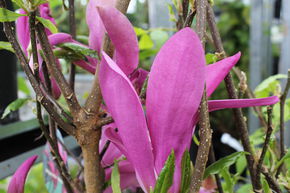 Magnolia 'Susan'