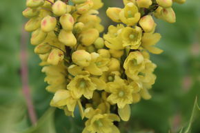 Mahonia 'Winter Sun'