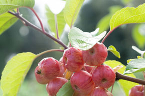 Pommier ornemental 'Evereste'� - plante XXL