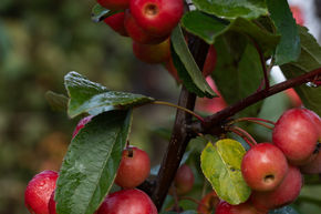 Pommier ornemental 'Red Sentinel' - plante XXL