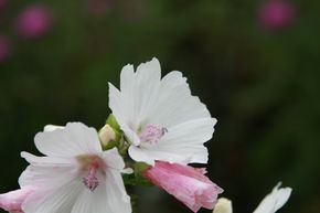 Mauve musqu�e 'Alba'