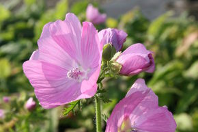 Mauve musqu�e