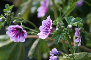 Mauve sylvestre 'Zebrina'