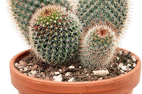 Mammillaria pringlei