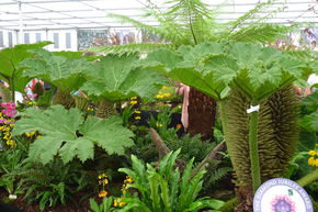 Rhubarbe g�ante du Br�sil, Gunn�ra
