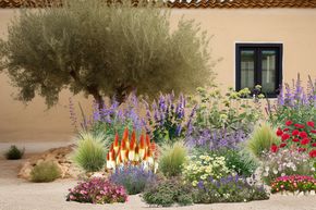 Massif de vivaces vivaces � Certains l'aiment chaud � 