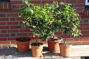 Lot d'agrumes 'Mandarinen-Duft' (Parfum de mandarine)