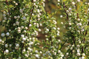 Amandier 'Alba Plena'