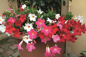 Lot de 4 Dipladenia/Mandevilla