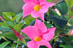 Dipladenia, Mandevilla 'Jade Pink'