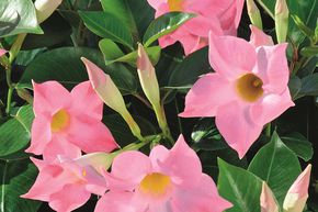 Dipladenia, Mandevilla 'Jade Rose'