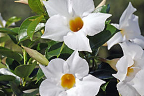 Dipladenia, Mandevilla 'Jade White'
