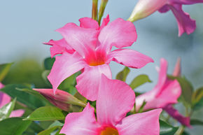 Dipladenia, Mandevilla 'Opale Fuchsia Flamm�' Colonne