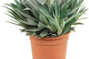 Agave hybride, Mangave 'Lavender Lady'