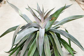 Agave hybride, Mangave 'Mission to Mars'