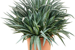 Agave hybride, Mangave 'Pinapple Express'