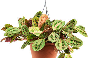 Maranta leuconeura 'Fascinator'