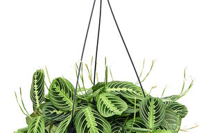 Maranta Lemon Lime, Plante prieuse, Monstera 'Lemon'