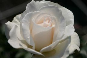Rosier � Massif 'Margaret Merril�'
