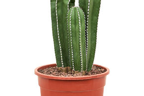 Cactus margin�, cereus margin�