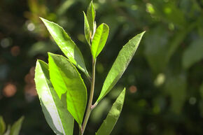 Plante de th� mat� 'Garden2Cup'�