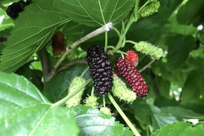 M�rier 'Illinois Everbearing'