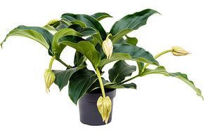 M�dinilla magnifique