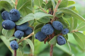 Duo - deux baies de Mai Mehrbeere/Erstbeere�, dans un m�me pot