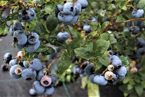 Duo - Myrtilliers Mehrbeere� Blueroma� et Bluedessert - les meilleures vari�t�s aromatiques r�unies dans un m�me pot