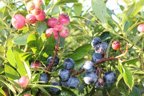 Duo - Myrtilles bleues ET roses dans un seul pot Mehrbeere� Pinkbeere� Lemonade� et Buddy Blue�, dans un m&ecirc;me pot