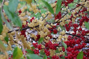 Duo - Chalef d'automne Mehrbeere� Pointilla� - pointilla jaune ET rouge, dans un m&ecirc;me pot, dans un m&ecirc;me pot