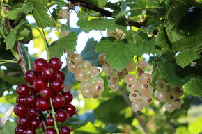 Duo - Grosseille � grappe Mehrbeere� rouges ET blanches dans un m�me pot