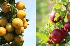 Duo - Groseille � maquereau Mehrbeere� jaune ET rouge � gros fruits en un seul pot