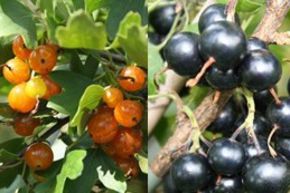 Duo - Groseille &agrave; fleur Mehrbeere� Vierbeere� noirs ET oranges dans un m&ecirc;me pot