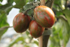 Tomate Gourmet 'M�lange'