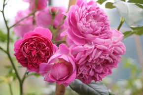 Rosier Starlet� 'Melina�'