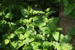 M�lisse officinale ou citronnelle